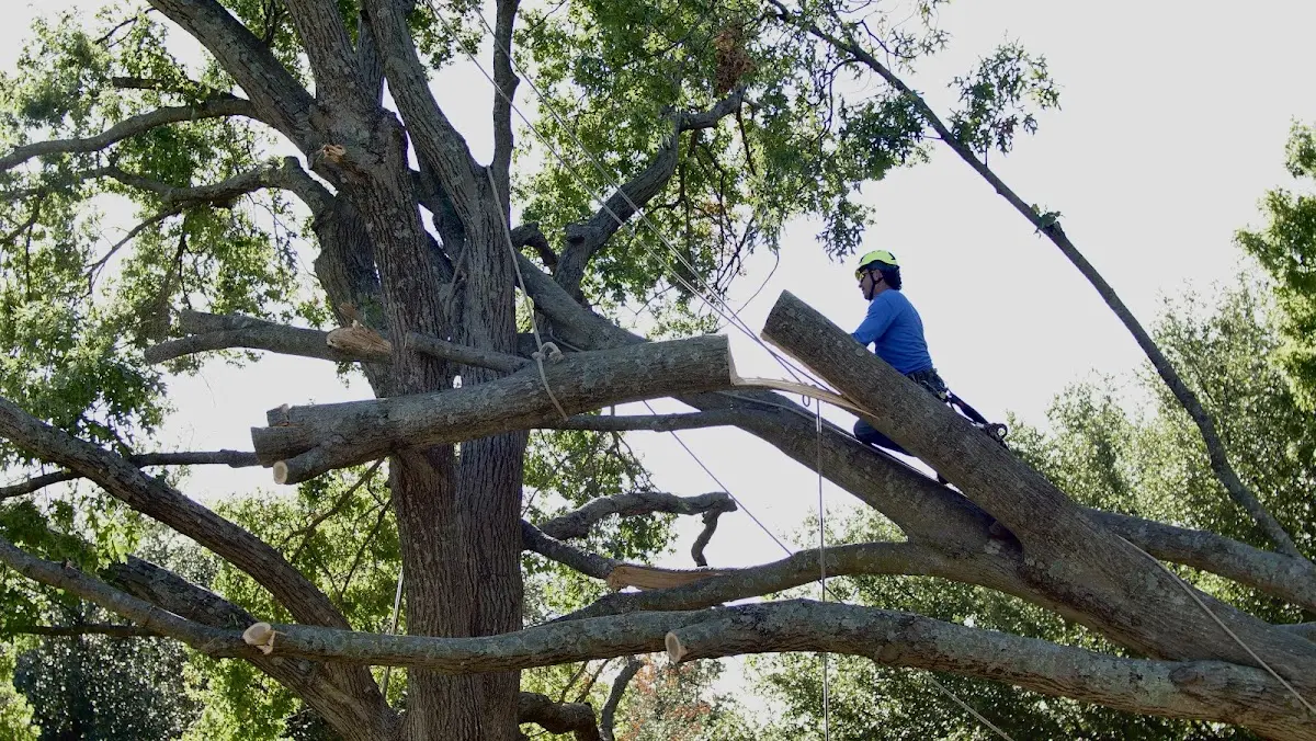 Professional Crown Thinning performed by certified arborists in Tichnor