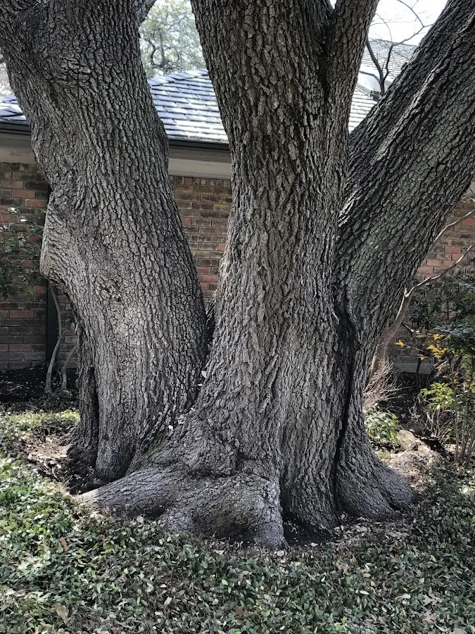 Mature heritage tree close to a Tichnor property cared for by certified arborists